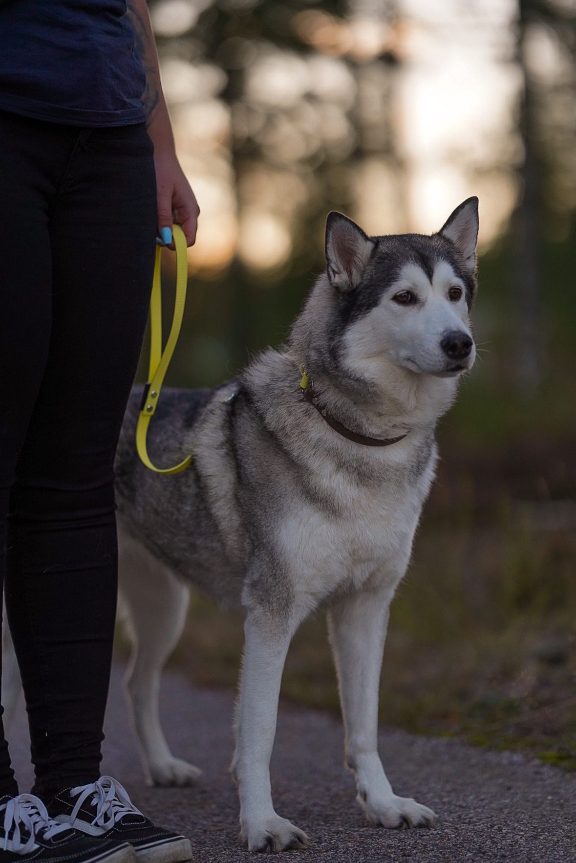 MILINJAS Stadskoppel 50 cm